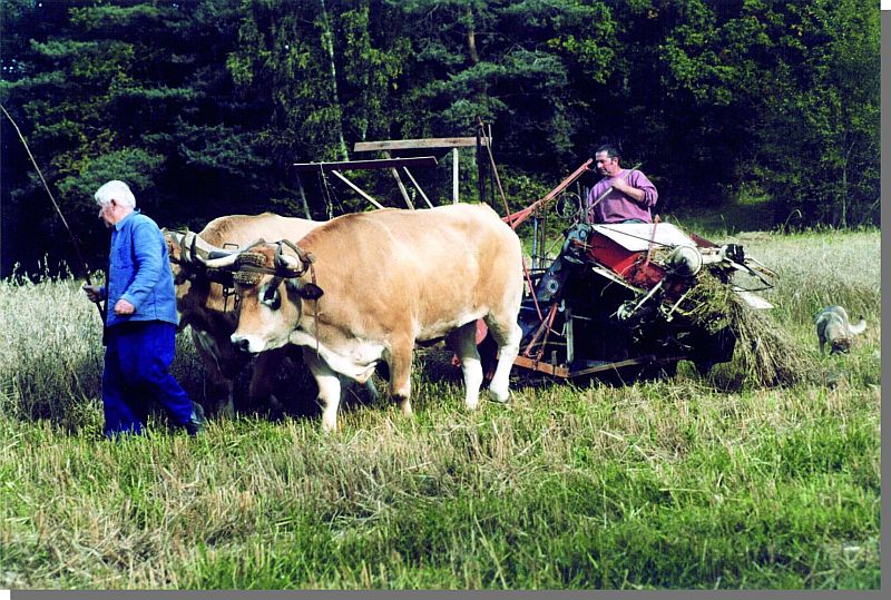 Cliquez pour agrandir