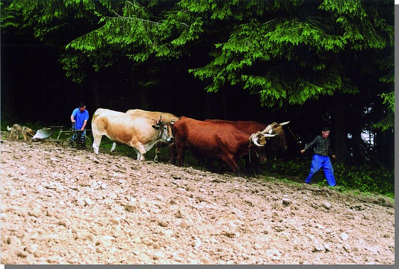 Cliquez pour agrandir