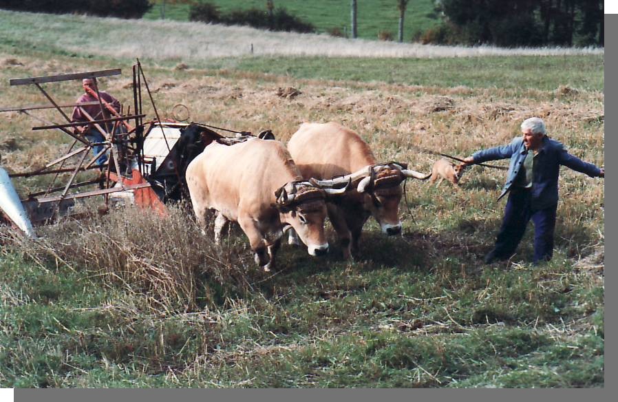 Cliquez pour agrandir