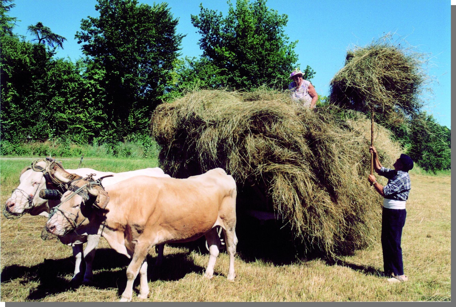 cliquez pour agrandir